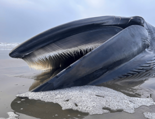 Decomposing whale creates super educational spectacle