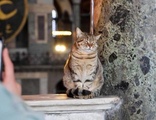 Hagia Sophia gets new furry mascot