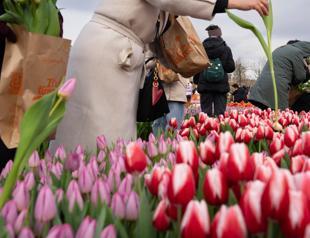 Center grows 200,000 tulips in water for Womens Day