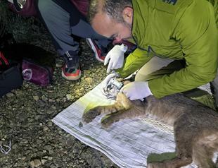 Caracal fitted with GPS collar for 1st time in Türkiye