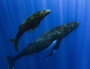 Scientists solve whale song mystery