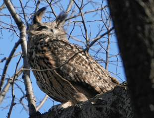 New York zoologists determine what killed Flaco the owl