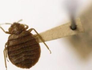 France blames Russian disinfo for bedbug panic