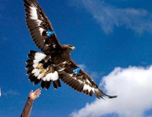 11,000 injured wild animals rehabilitated in 2023: Minister