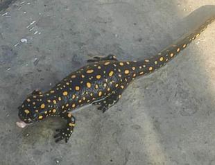 30 endangered salamanders discovered in Bartın