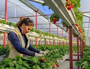 Number of female farmers rises to 300,000 in Türkiye