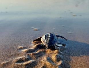 Precautions taken for nesting sea turtles in country’s south