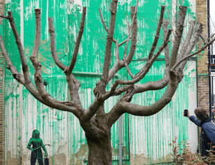 A new Banksy mural sprouts beside a cropped tree in London