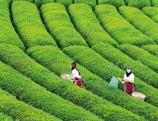 Ministry to back promotion of Turkish tea, salmon