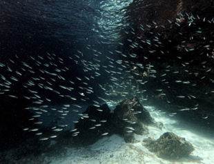 Darwins Galapagos island species, protected yet still at risk