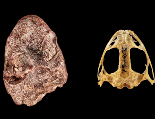 Paleontologists name newly discovered fossil after Kermit the Frog