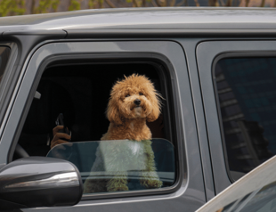 Dogs do understand us, says new study