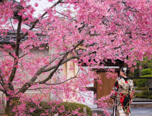 Sakura Festival at Sabancı University