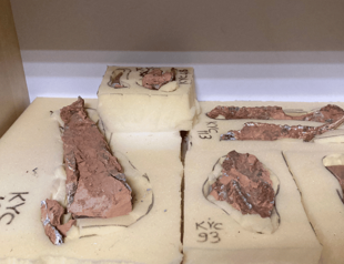 Türkiyes largest skeleton collection in Denizli