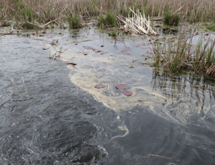 Oil leak from NATO pipeline pollutes Sapanca Lake