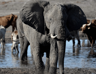 Botswana vows to send elephants to Germany in hunting row