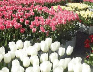 Istanbul Tulip Festival in full bloom