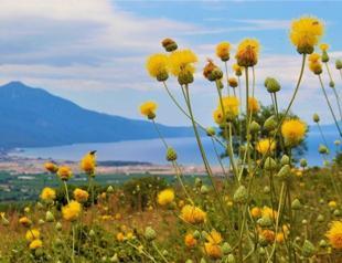 Turkish city’s endangered, endemic plant found in two new areas