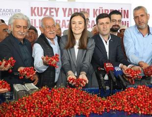 First cherry harvest of northern hemisphere begins in Manisa