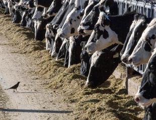 Human cases of bird flu an enormous concern: WHO