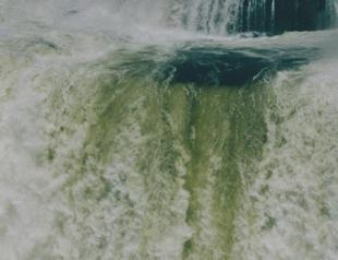 Nature joins music platforms for conservation project