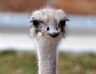Adored ostrich dies after swallowing keys