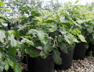 Climate change brings coffee production to Antalya