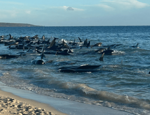 Up to 160 pilot whales stranded on Australian beach
