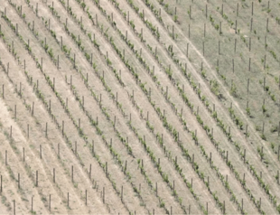 Extreme climate blamed for worlds worst wine harvest