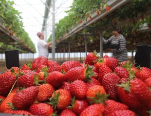 Local strawberry boom reshaping rural economies