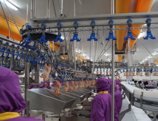 Ministry imposes restriction on chicken meat exports