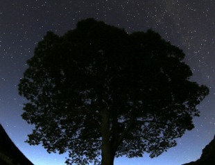 Two charged in UK over Robin Hood tree cut down