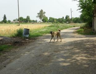 Official notice on stray dogs stirs debate