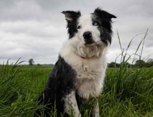 Star dog Messi will interview stars on Cannes red carpet