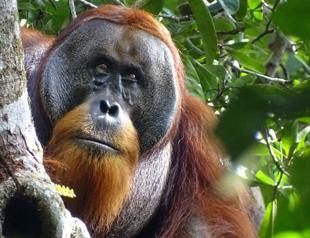 Malaysia plans to introduce orangutan diplomacy: minister