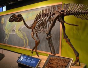 Restorationist solves dinosaur fossil puzzles