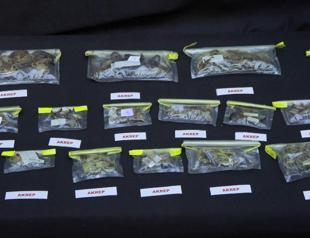 Türkiye’s biodiversity under spotlight after US professor arrested for smuggling