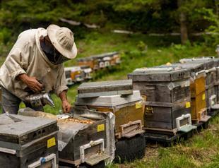 ‘Mad honey’: Türkiye’s elixir with dark side