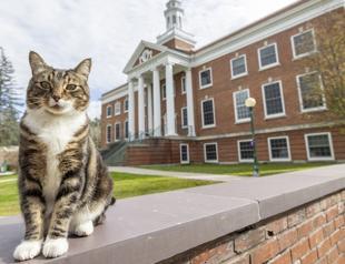 Max the cat a ‘doctor of litter-ature’
