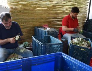Aydın’s skilled artichoke peelers bring big earnings