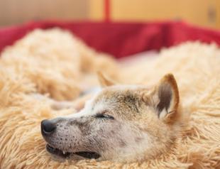Japanese dog of Doge meme fame dies
