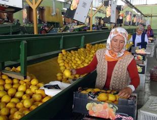 Türkiye’s citrus exports hit $475 million in four months