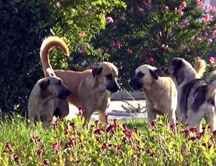 Stray dog bill favors adoption first, AKP says amid backlash