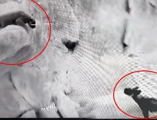 Endangered species encounter on Mount Cudi captured