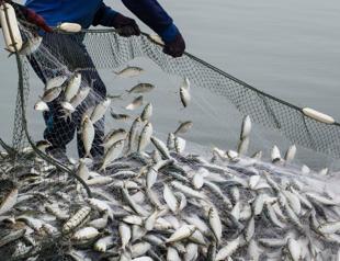 Aquaculture export increases by 65 percent in 5 years
