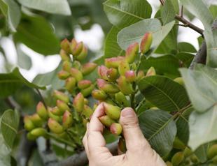Antalya’s arid lands yield exquisite pistachios
