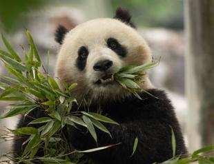 Giant pandas to return to Washingtons National Zoo