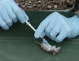 Deadly Hanta virus claims second victim in Turkey