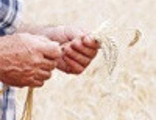 Turkey’s wheat crop may rise 12 percent