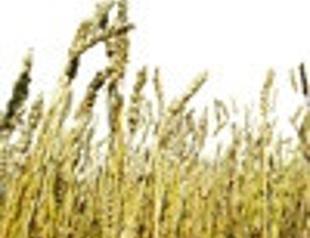 Forecast for Turkish wheat raised by US